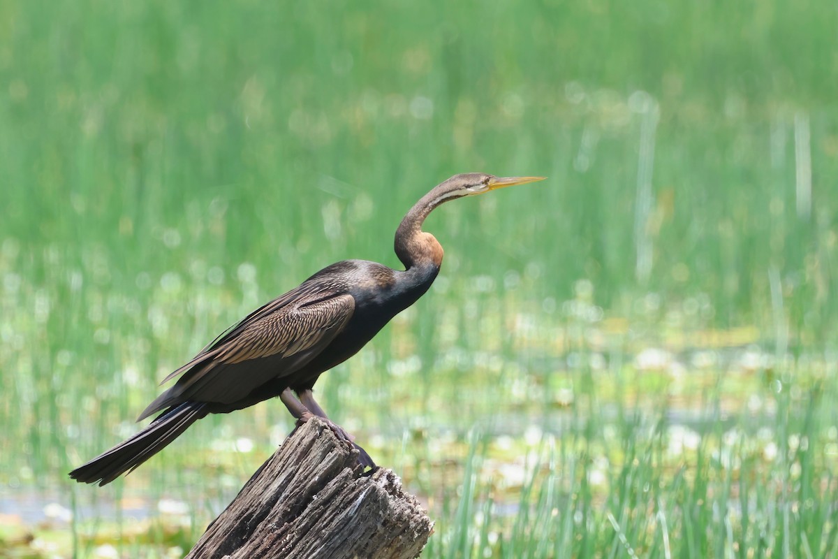 Australasian Darter - ML625620025