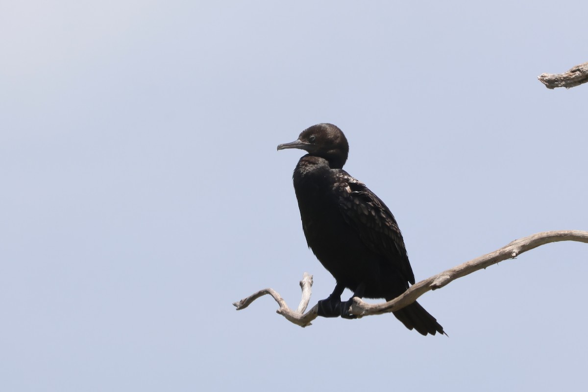 Little Black Cormorant - ML625620050