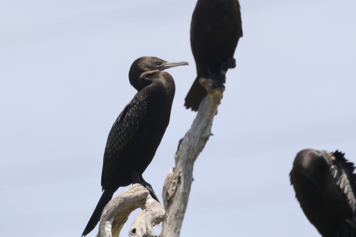 Little Black Cormorant - ML625620051