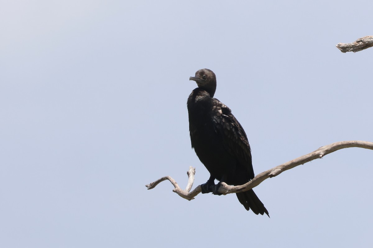 Little Black Cormorant - ML625620052