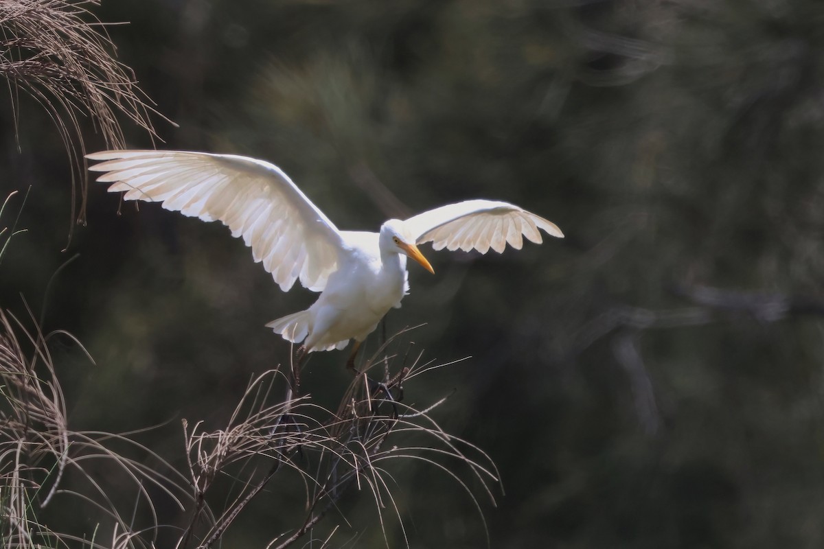 Plumed Egret - ML625620064