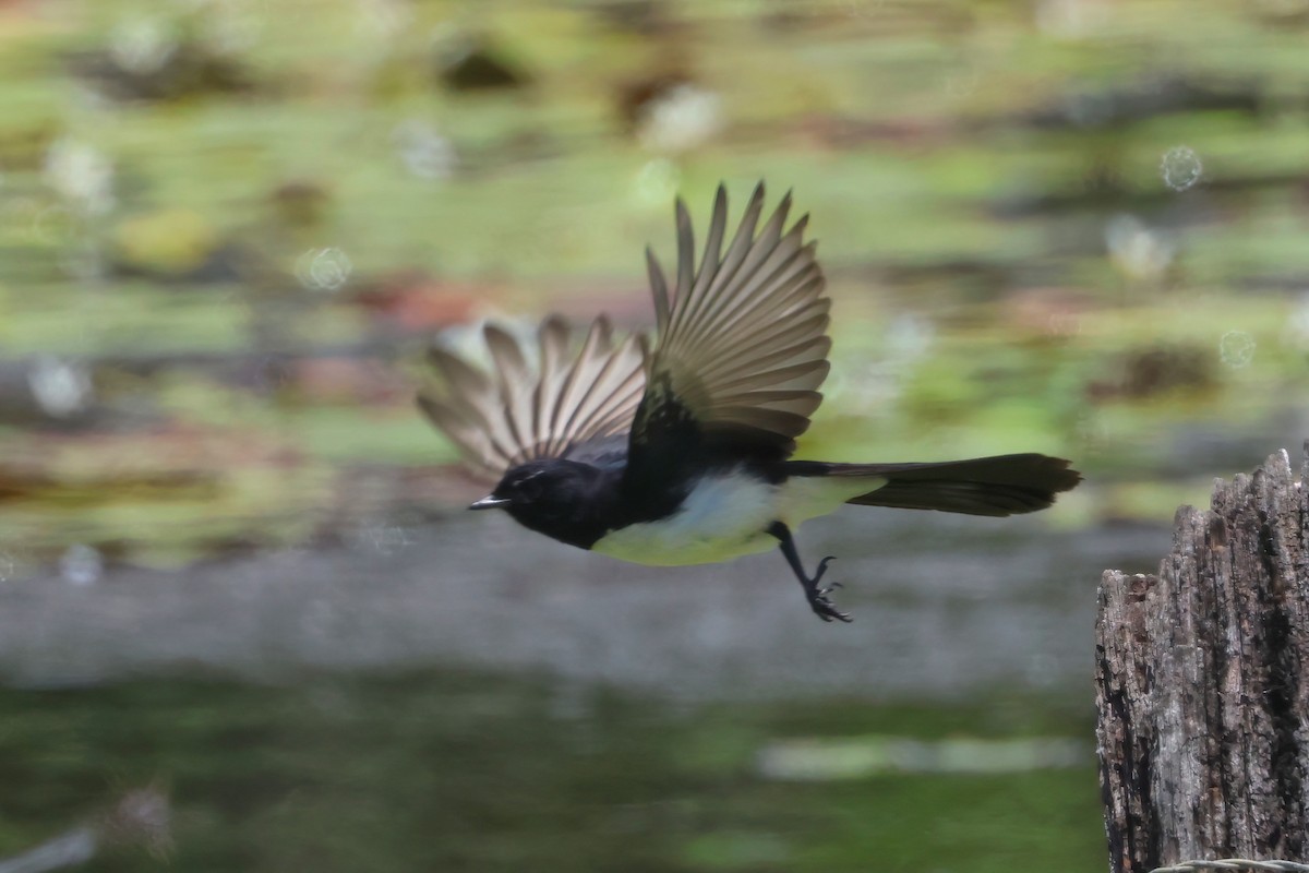 Willie-wagtail - ML625620099