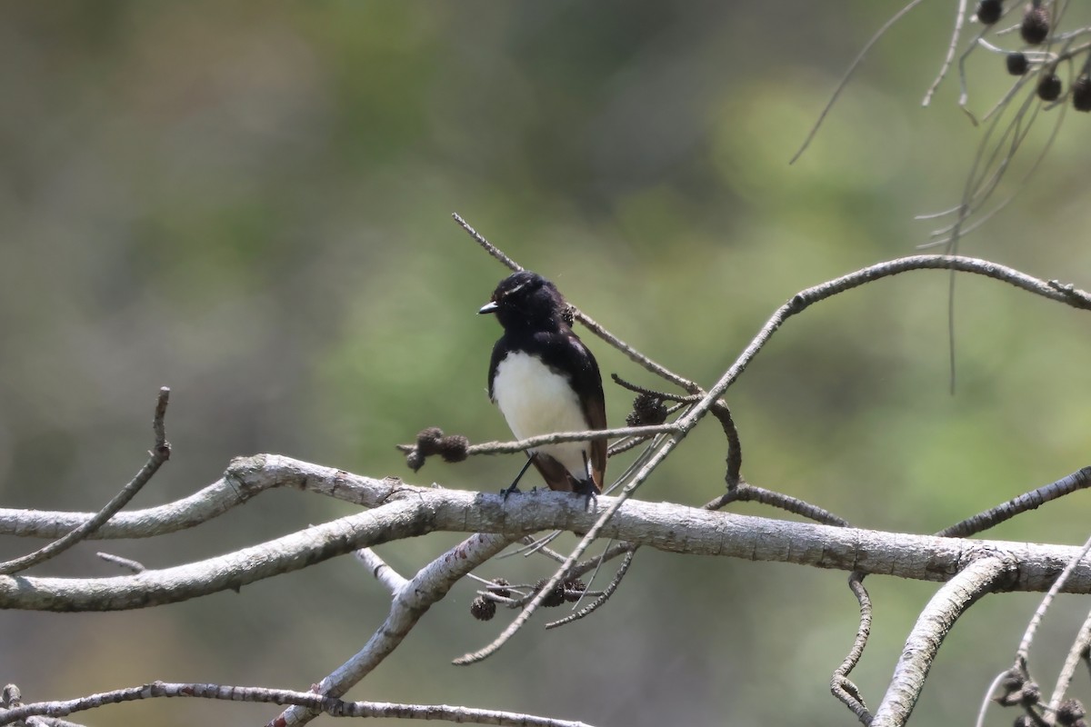 Willie-wagtail - ML625620100