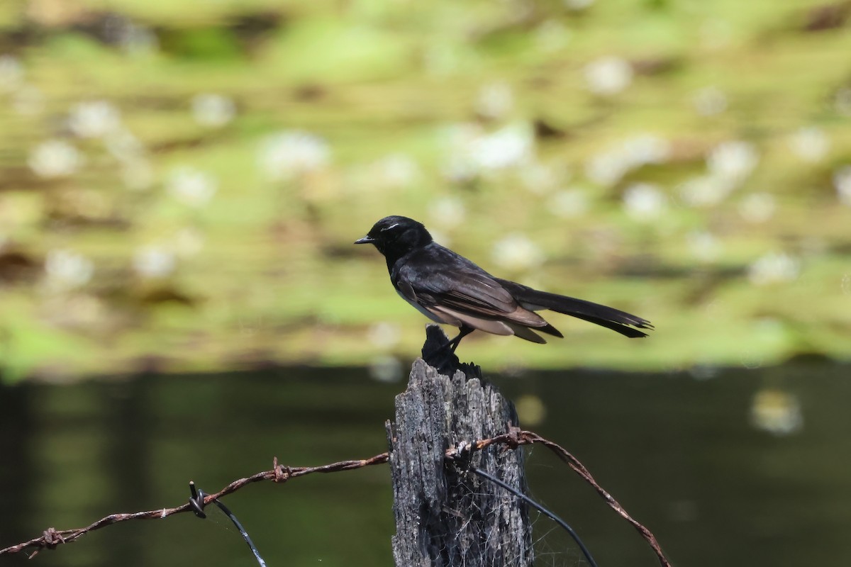 Willie-wagtail - ML625620101