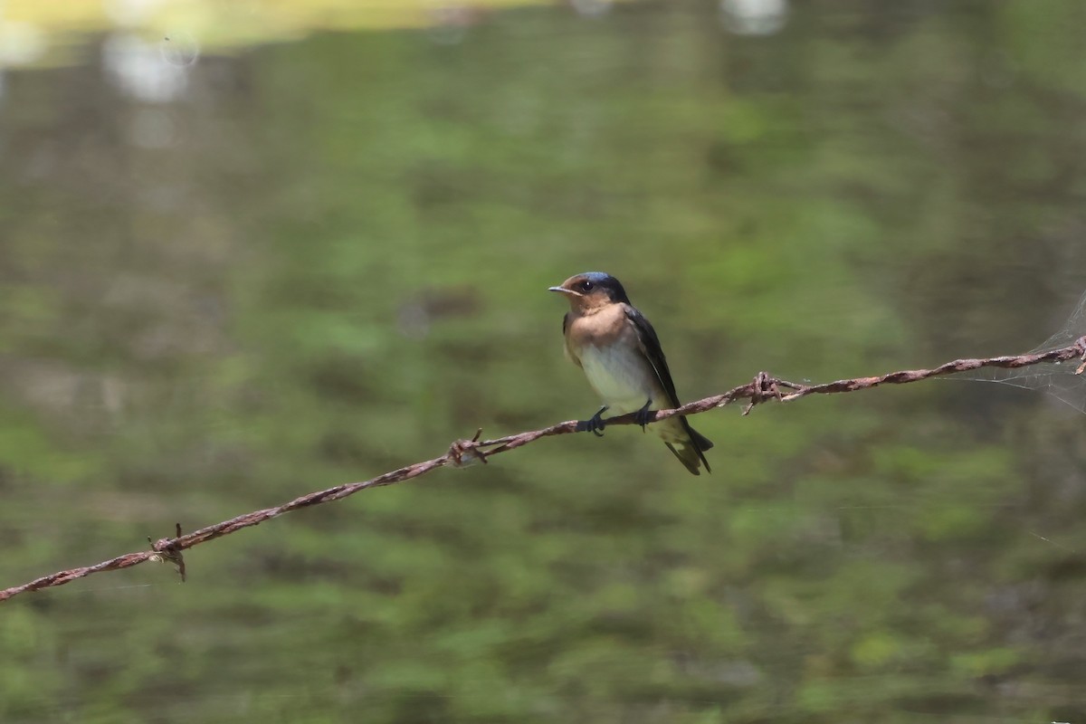 Welcome Swallow - ML625620128