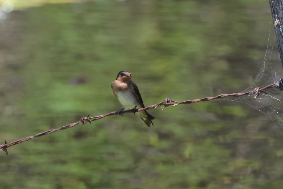 Welcome Swallow - ML625620129