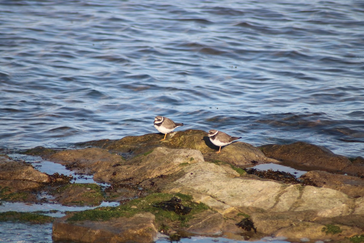 Common Ringed Plover - ML625620153