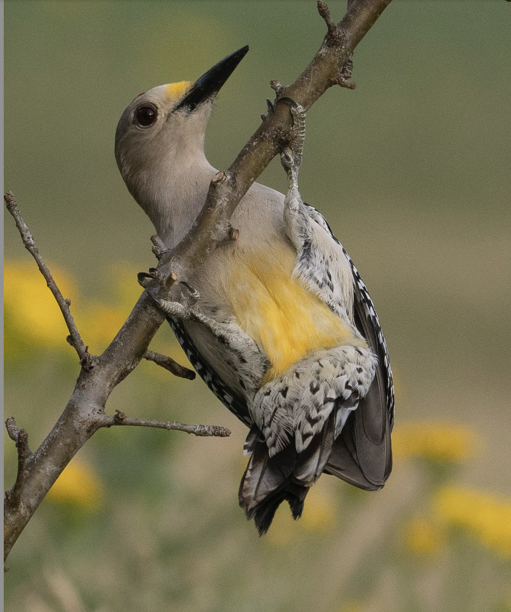 Golden-fronted Woodpecker - ML625620293