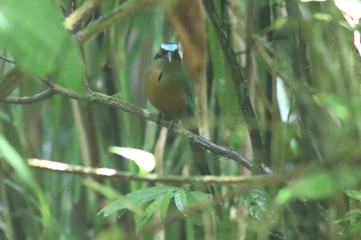 Whooping Motmot - ML625620312