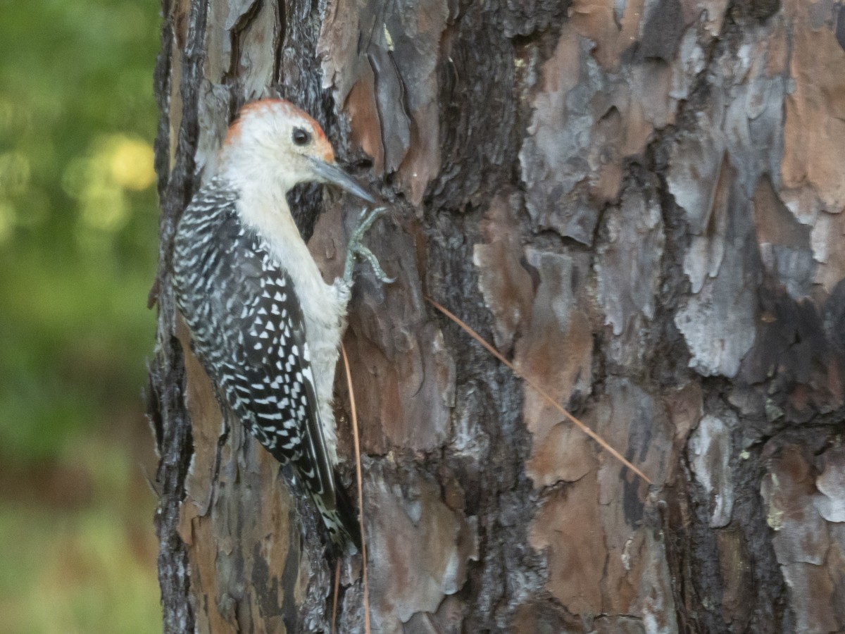 Red-bellied Woodpecker - Carol Bailey-White