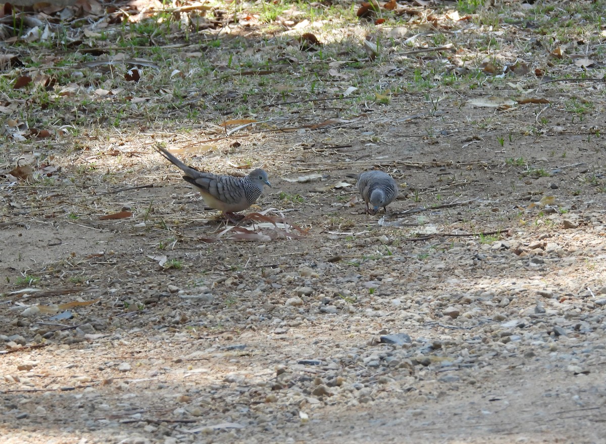 Peaceful Dove - Monica Mesch