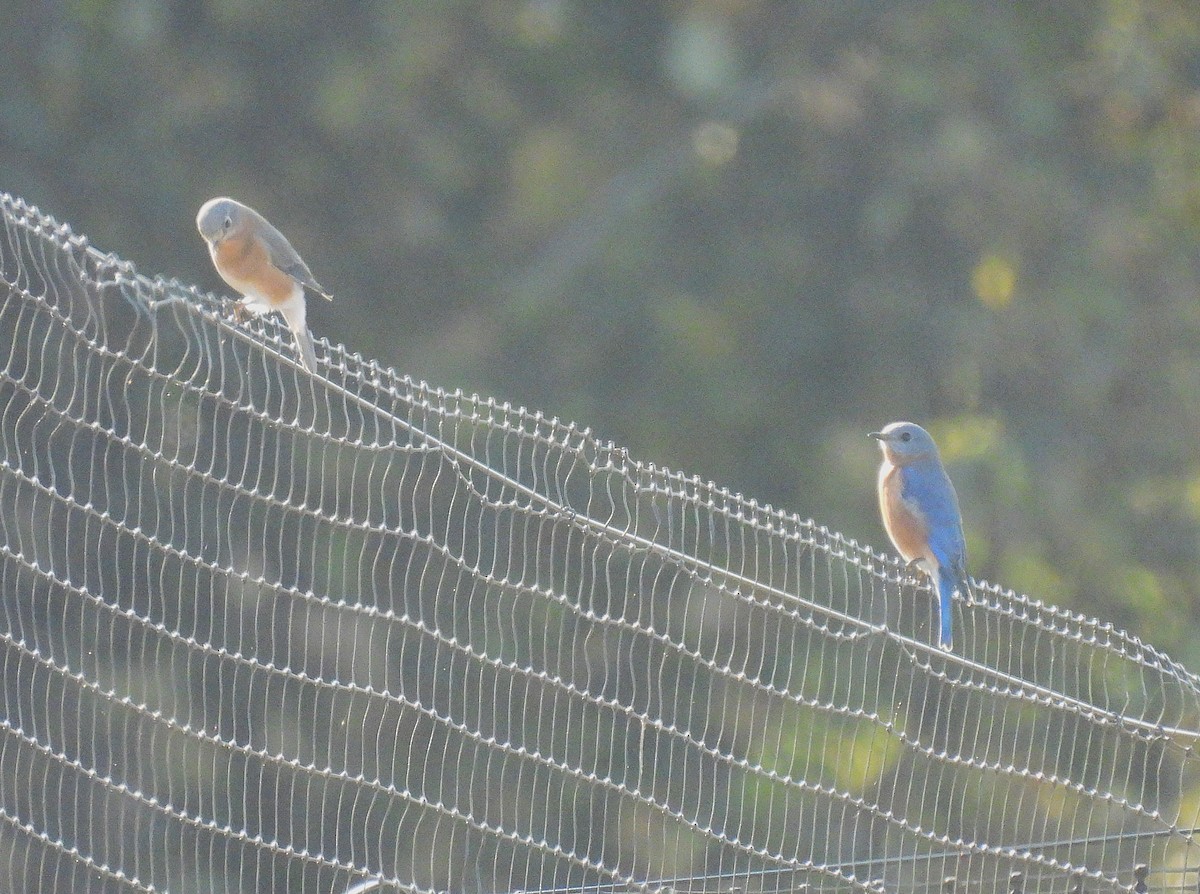 Eastern Bluebird - Jennifer Wilson-Pines