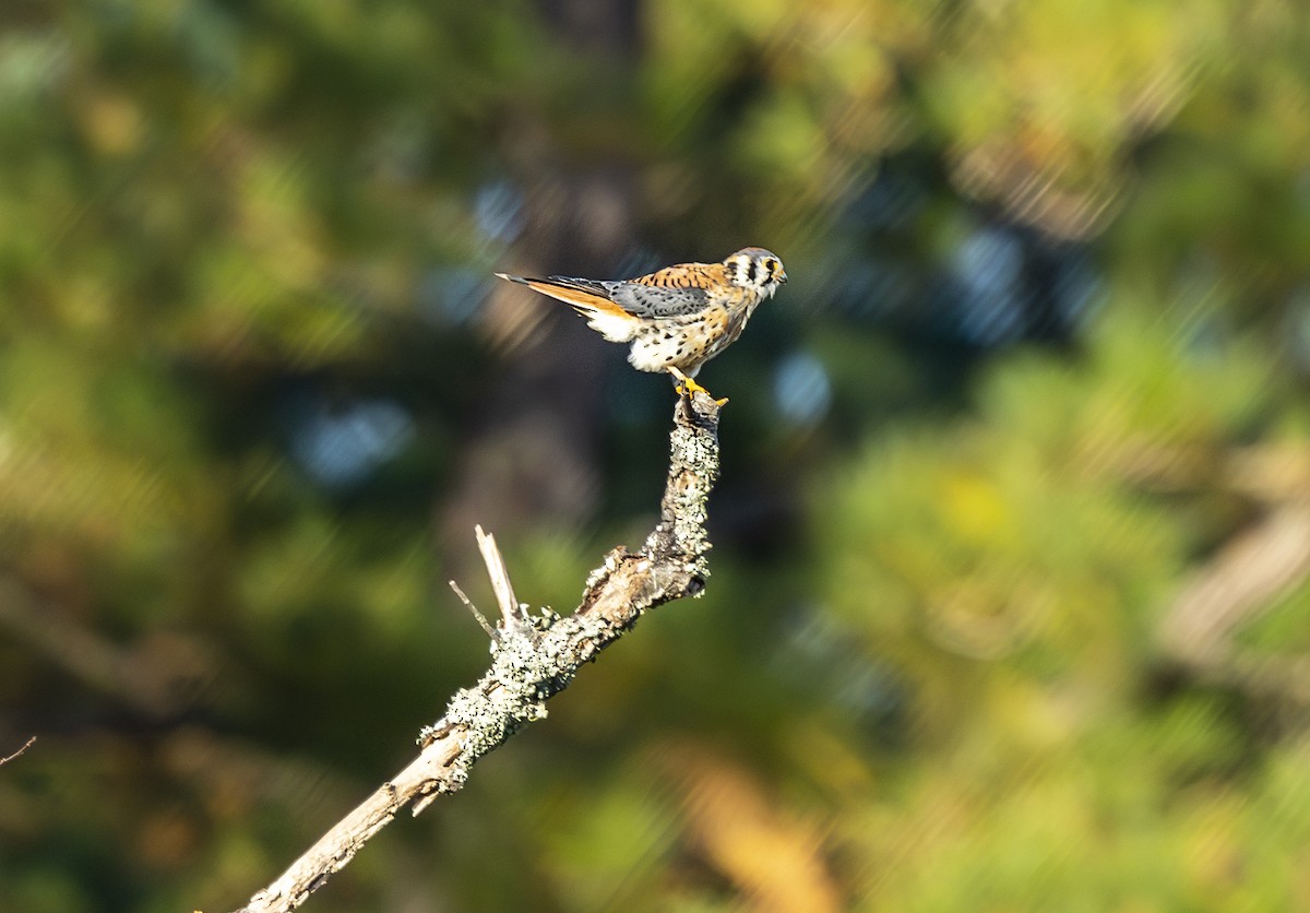 American Kestrel - ML625620522