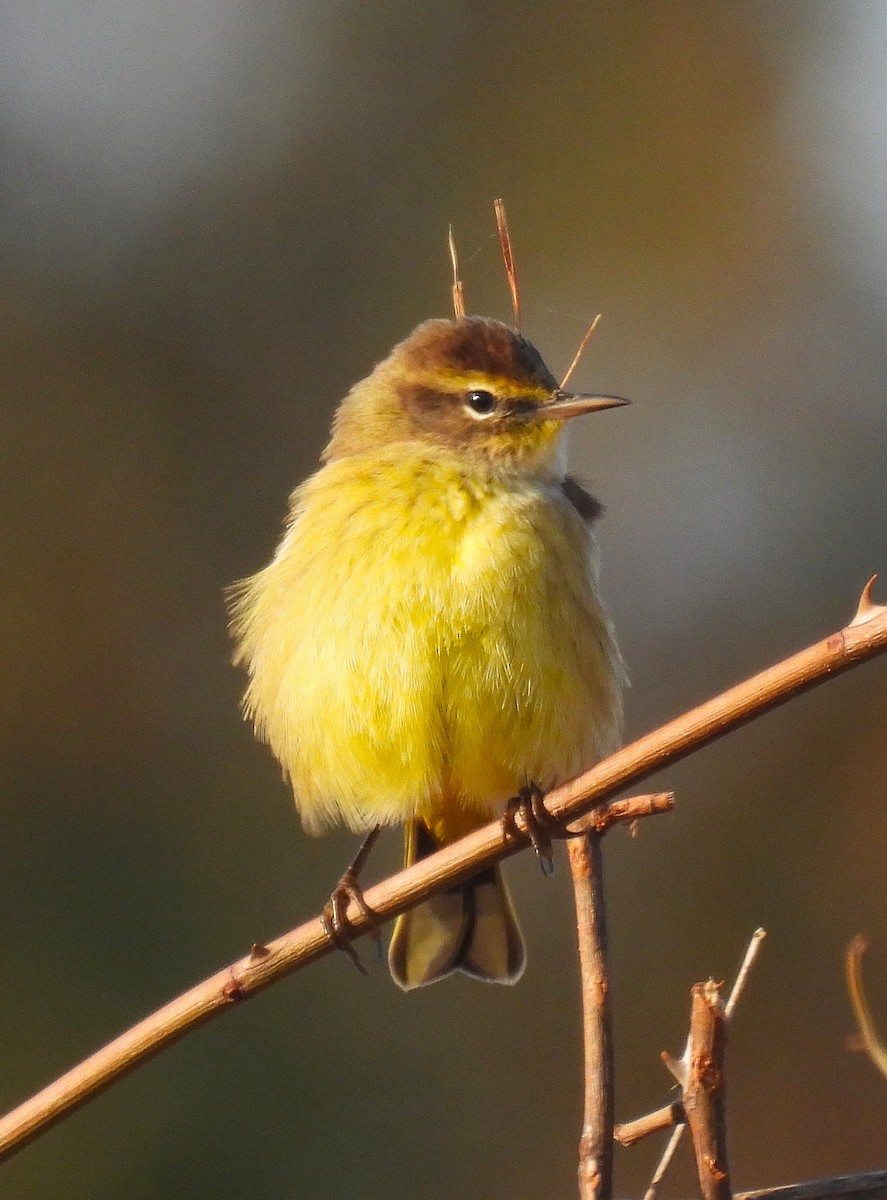 Palm Warbler - ML625620533