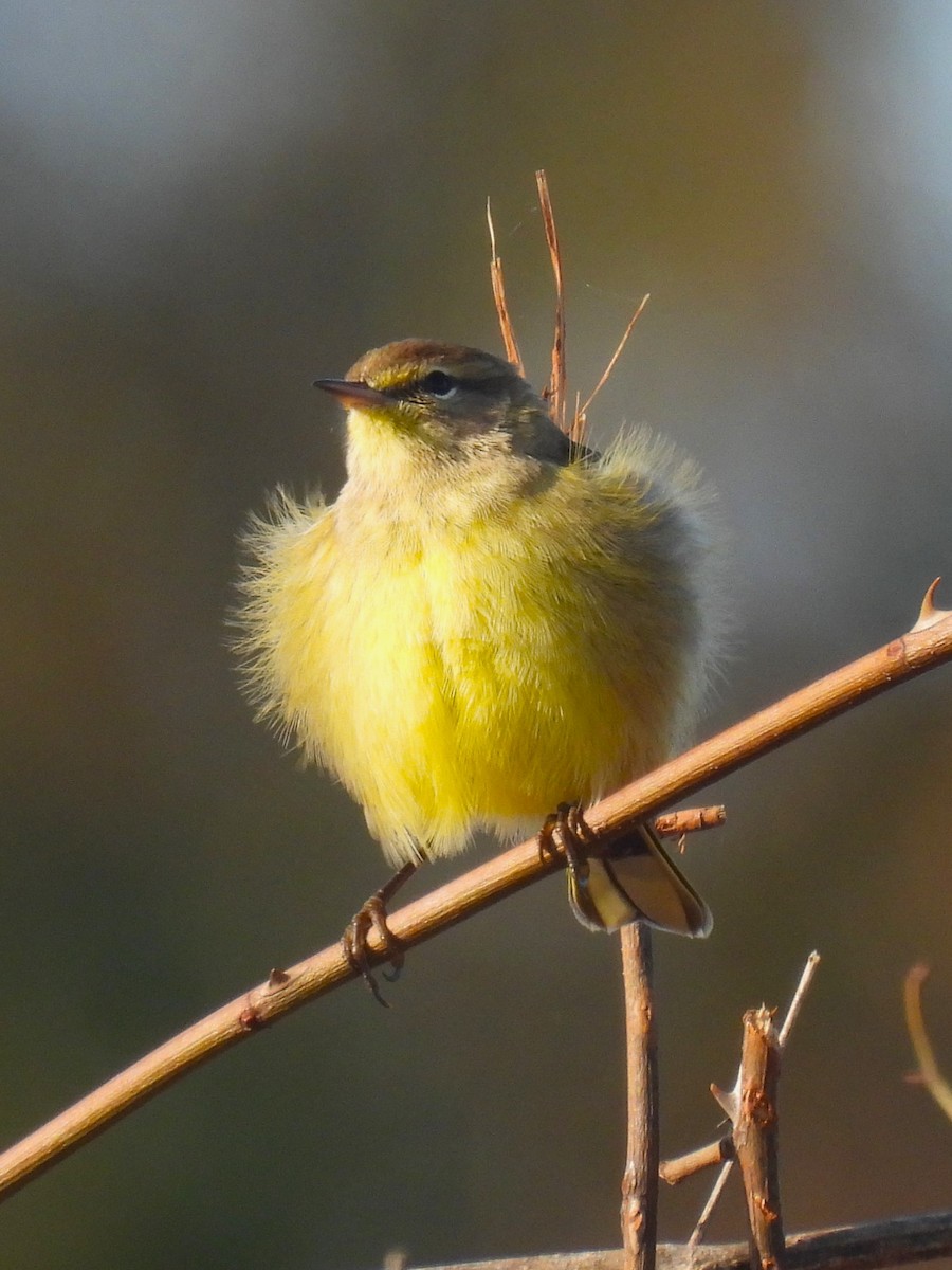 Palm Warbler - ML625620534