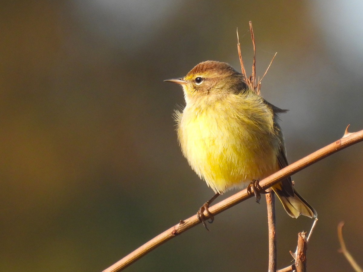 Palm Warbler - ML625620535
