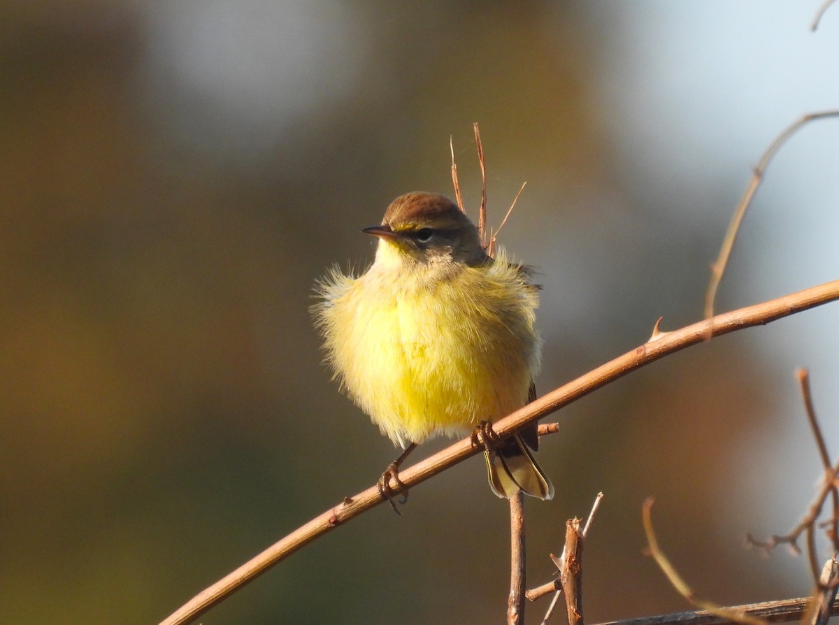 Palm Warbler - ML625620536