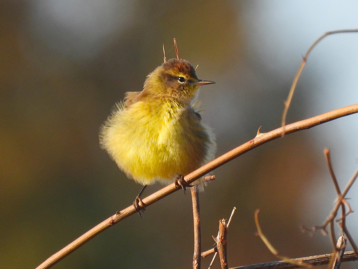 Palm Warbler - ML625620537