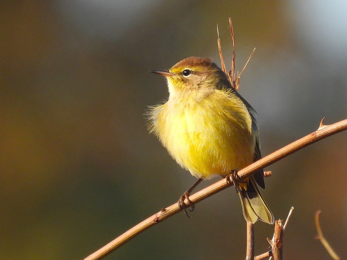 Palm Warbler - ML625620538