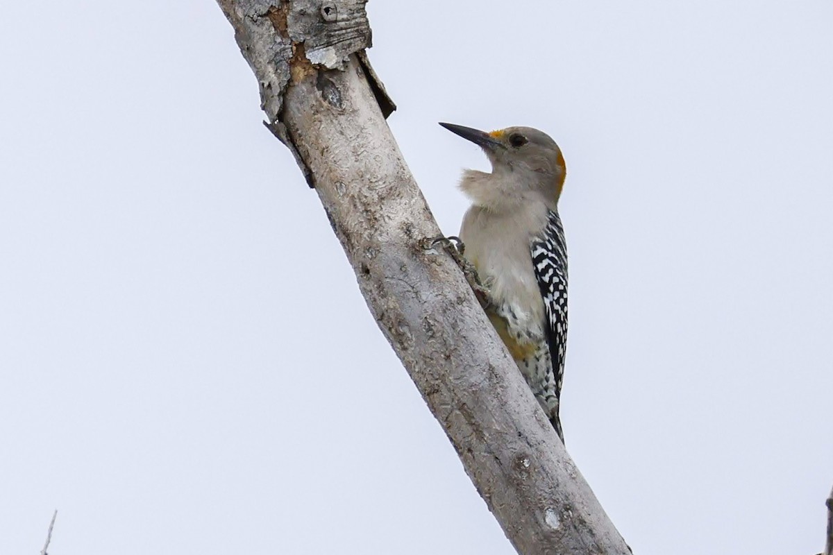 Golden-fronted Woodpecker (Northern) - ML625620564