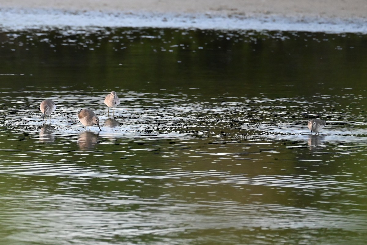 Short-billed Dowitcher - ML625620581