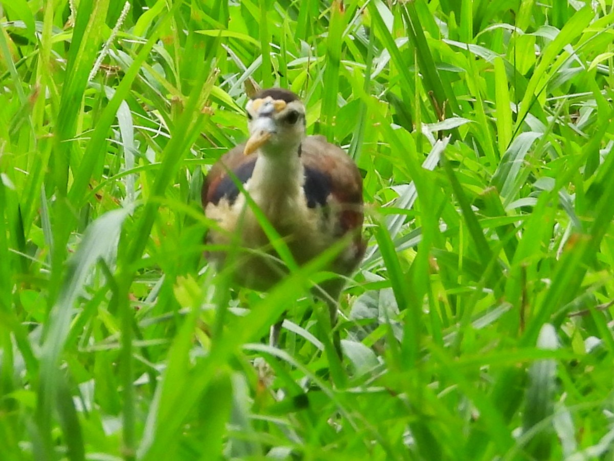 Northern Jacana - ML625620590