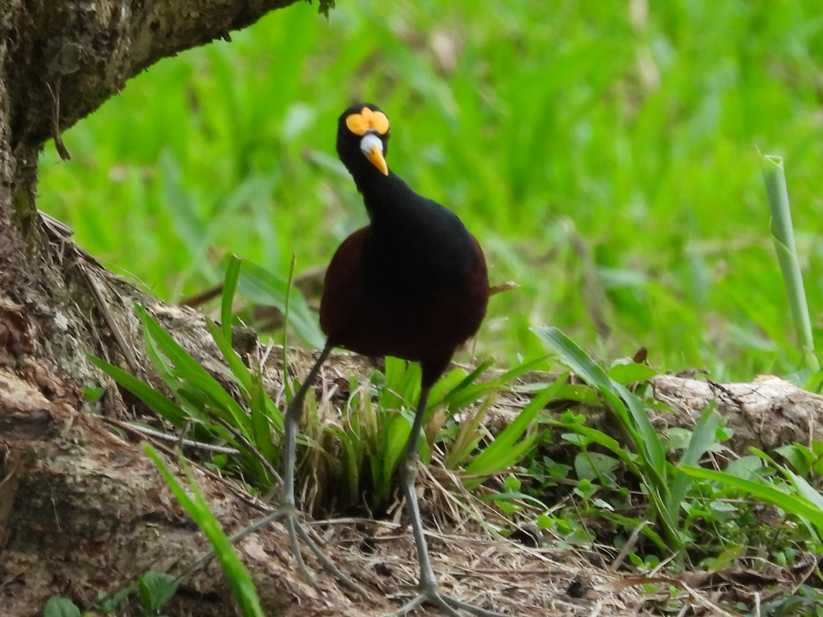 Northern Jacana - ML625620592