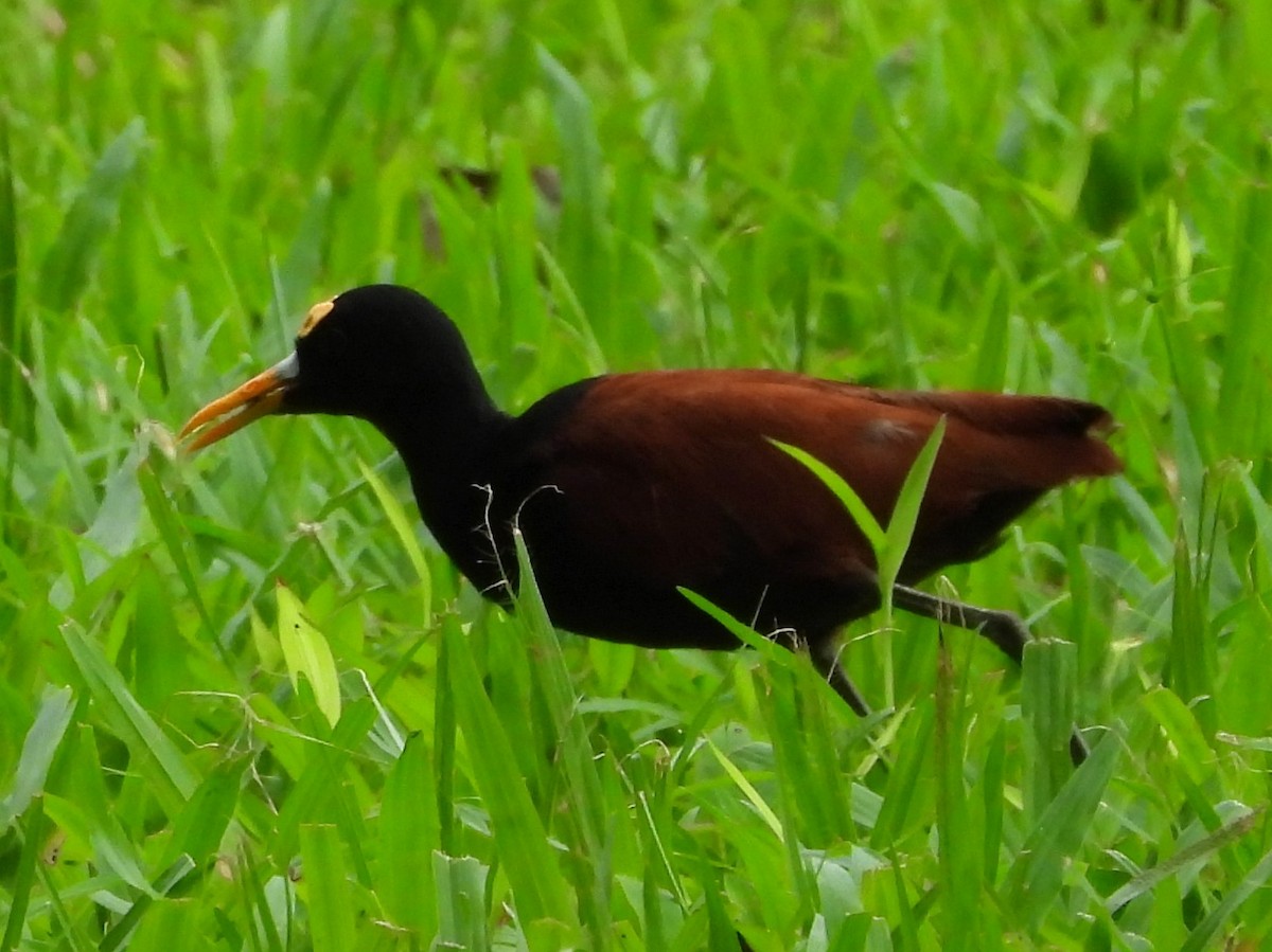 Northern Jacana - ML625620593