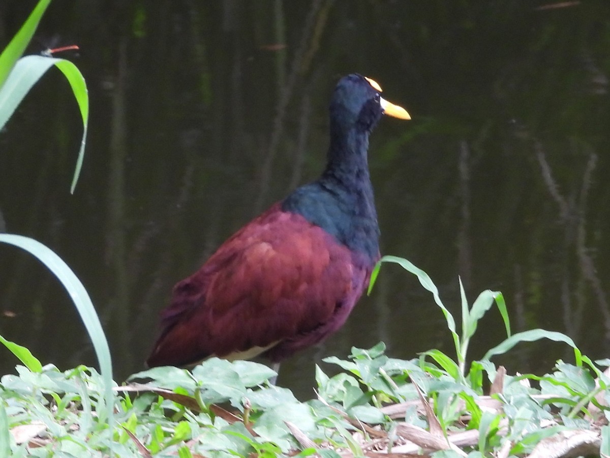 Northern Jacana - ML625620595