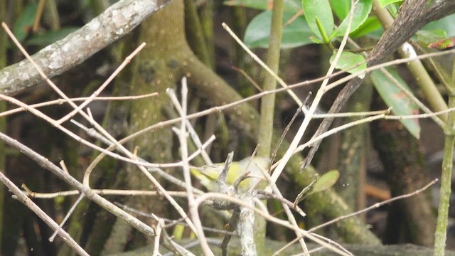 Lesser Greenlet - ML625620602