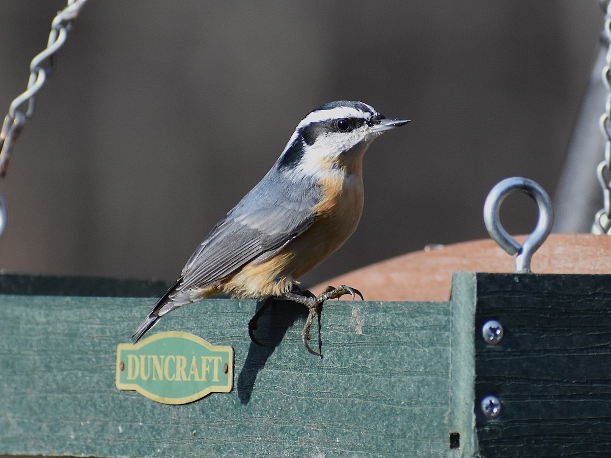 Red-breasted Nuthatch - ML625620743