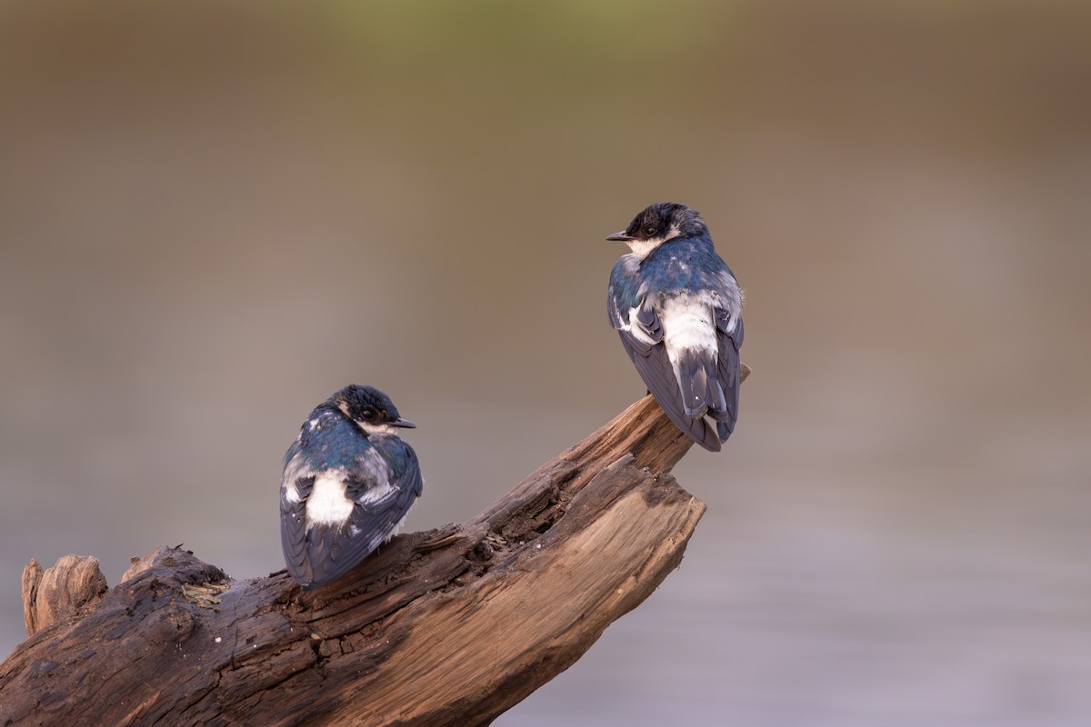 White-rumped Swallow - Carolien Hoek