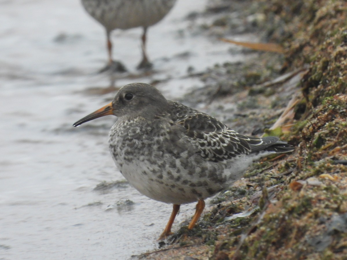Purple Sandpiper - ML625620776