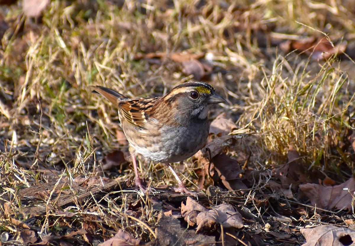 White-throated Sparrow - ML625620835