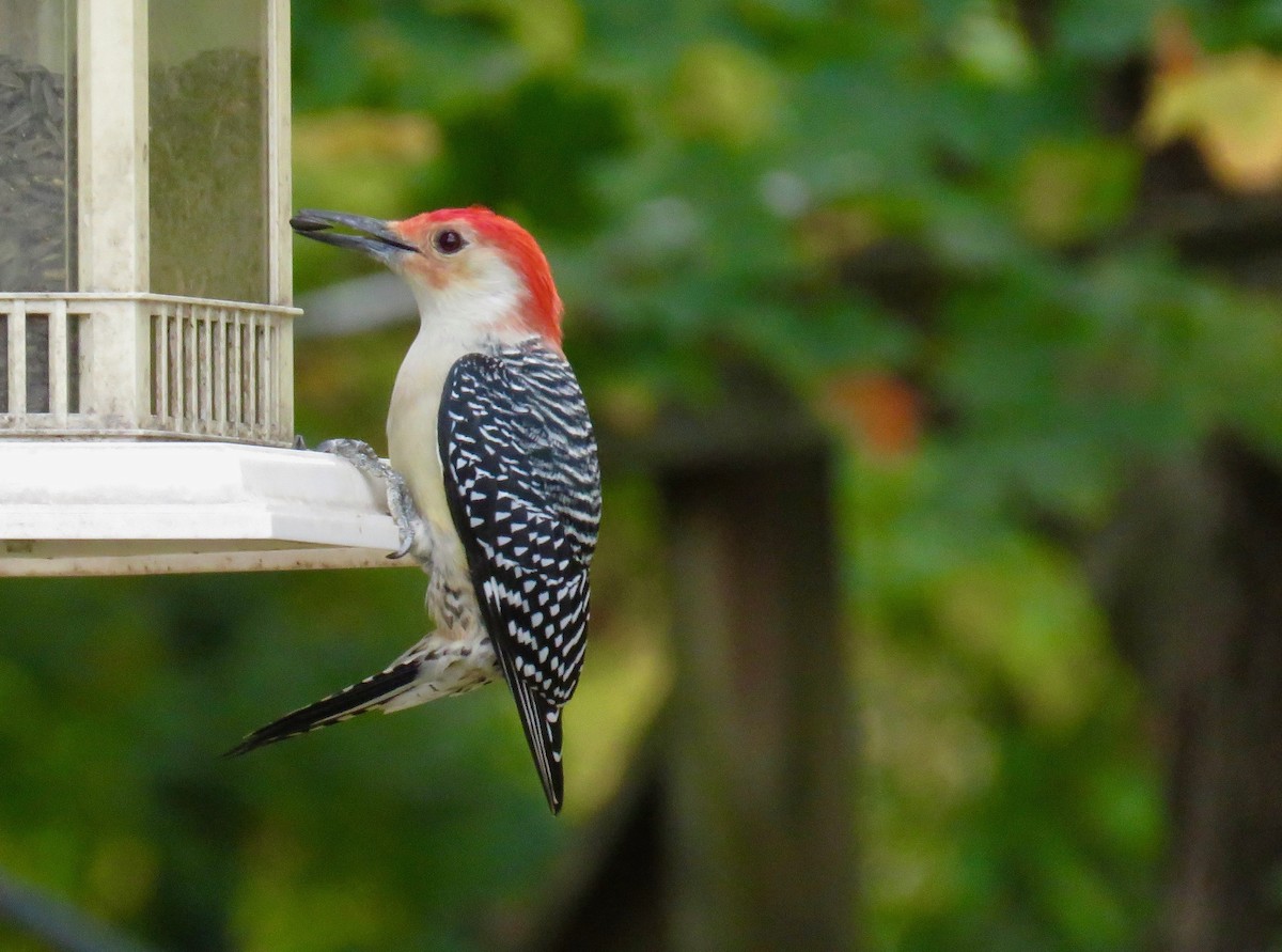 Red-bellied Woodpecker - michele ramsey