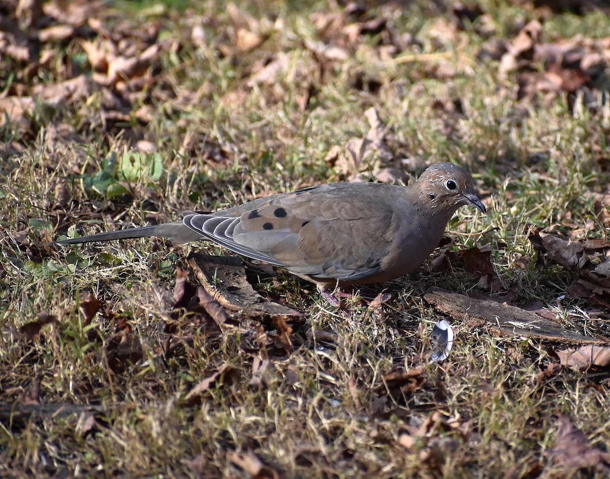 Mourning Dove - ML625620931