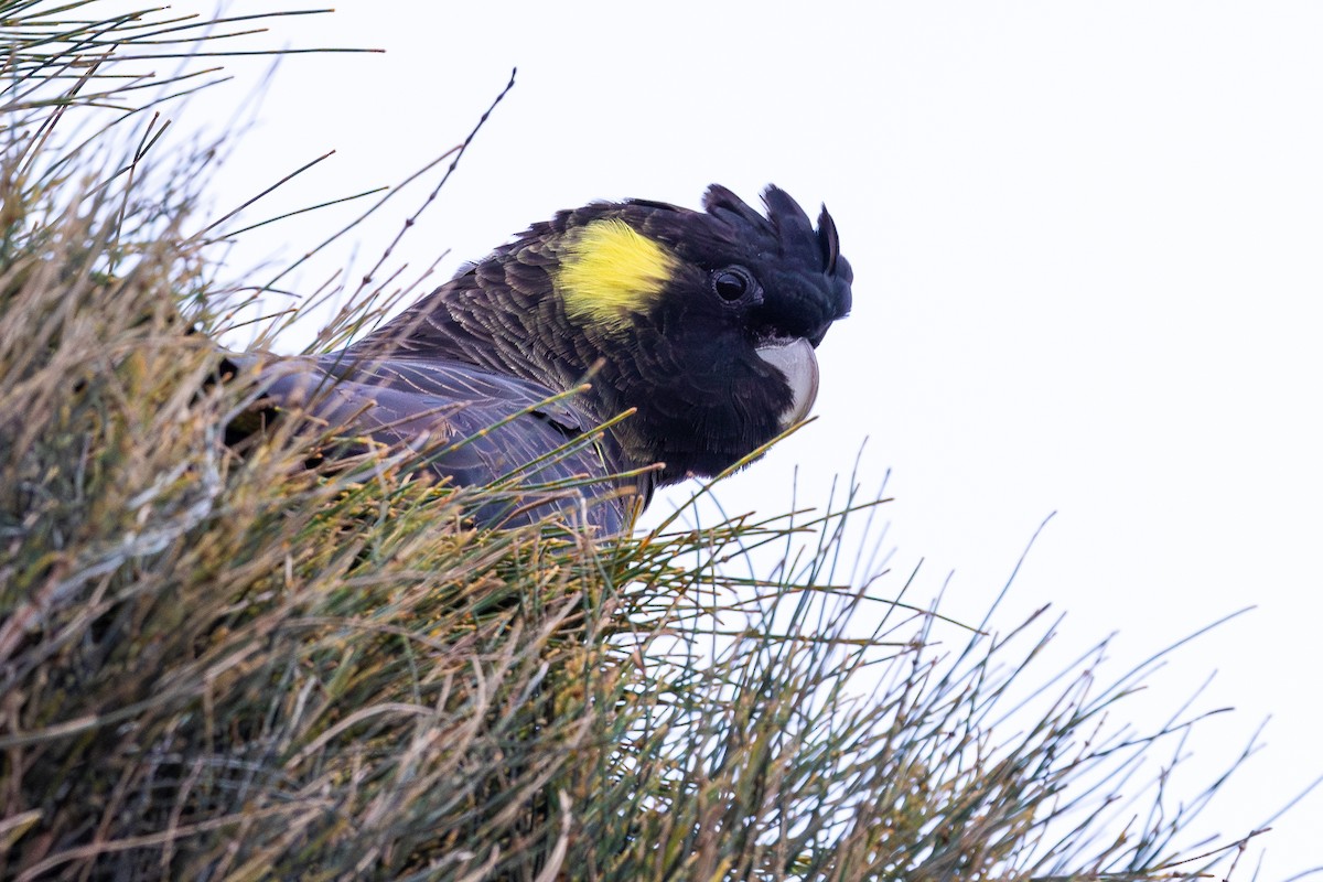Yellow-tailed Black-Cockatoo - ML625620974