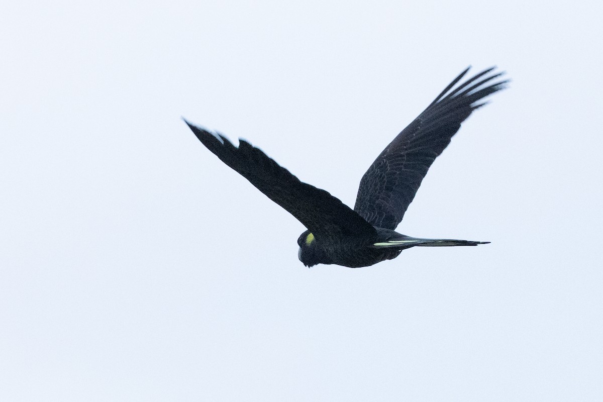 Yellow-tailed Black-Cockatoo - ML625620979