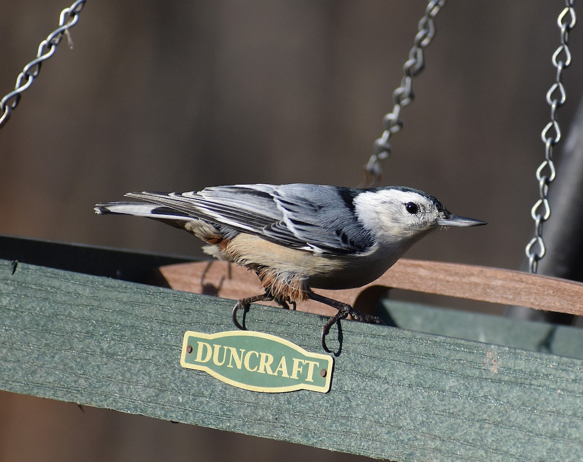 White-breasted Nuthatch (Eastern) - ML625621024