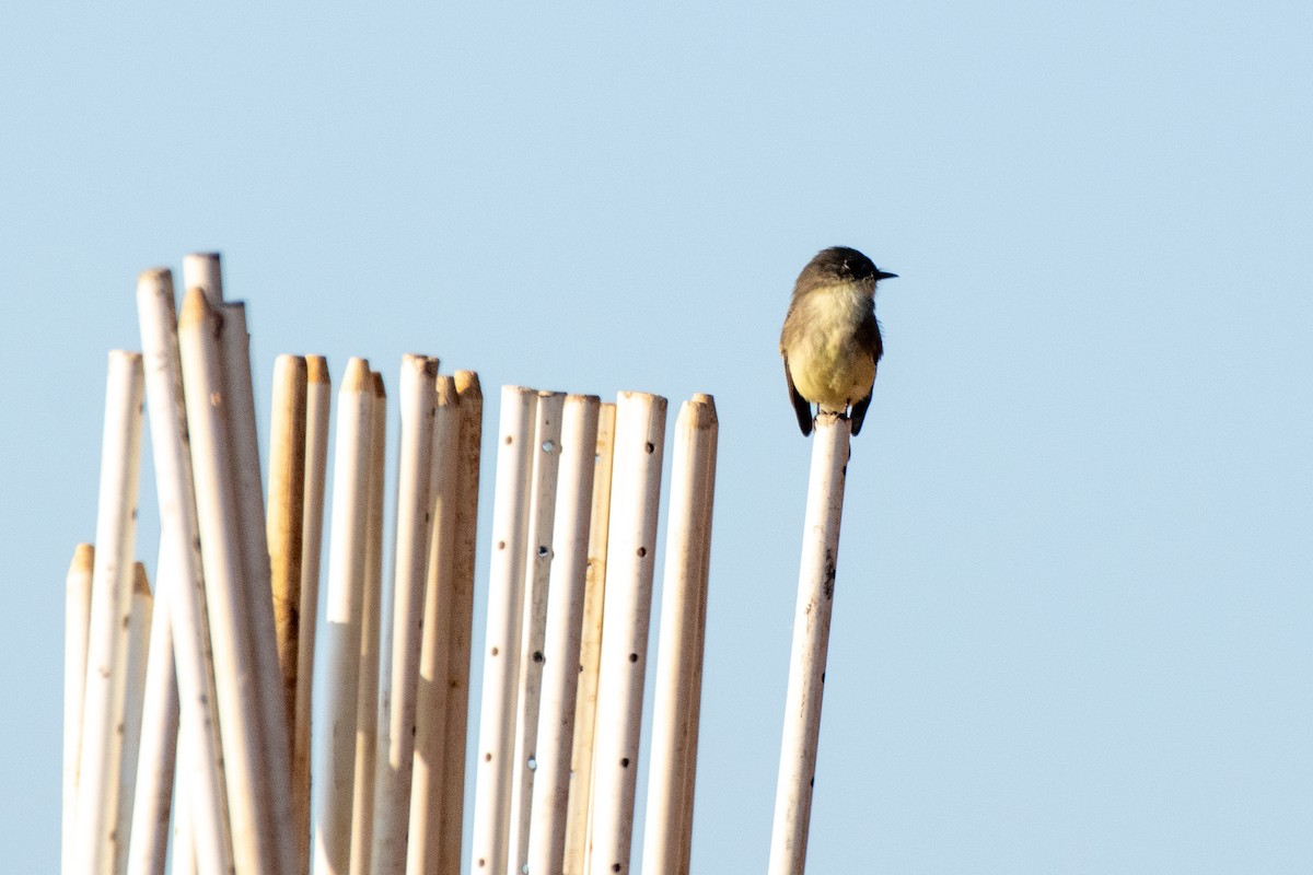 Eastern Phoebe - Stan Kozakowski