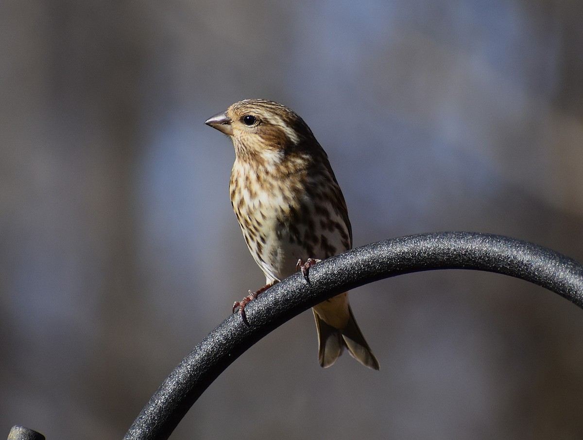 Purple Finch - ML625621158