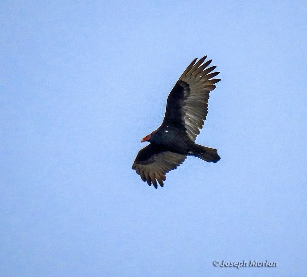 Turkey Vulture - ML625621162