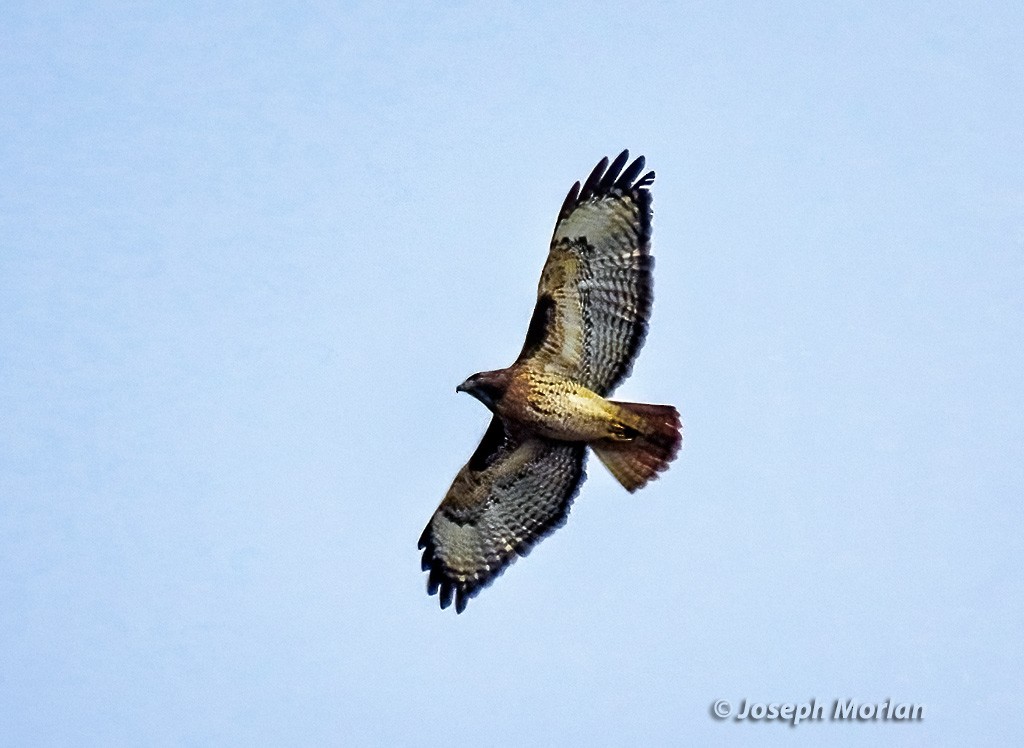 Red-tailed Hawk - ML625621168