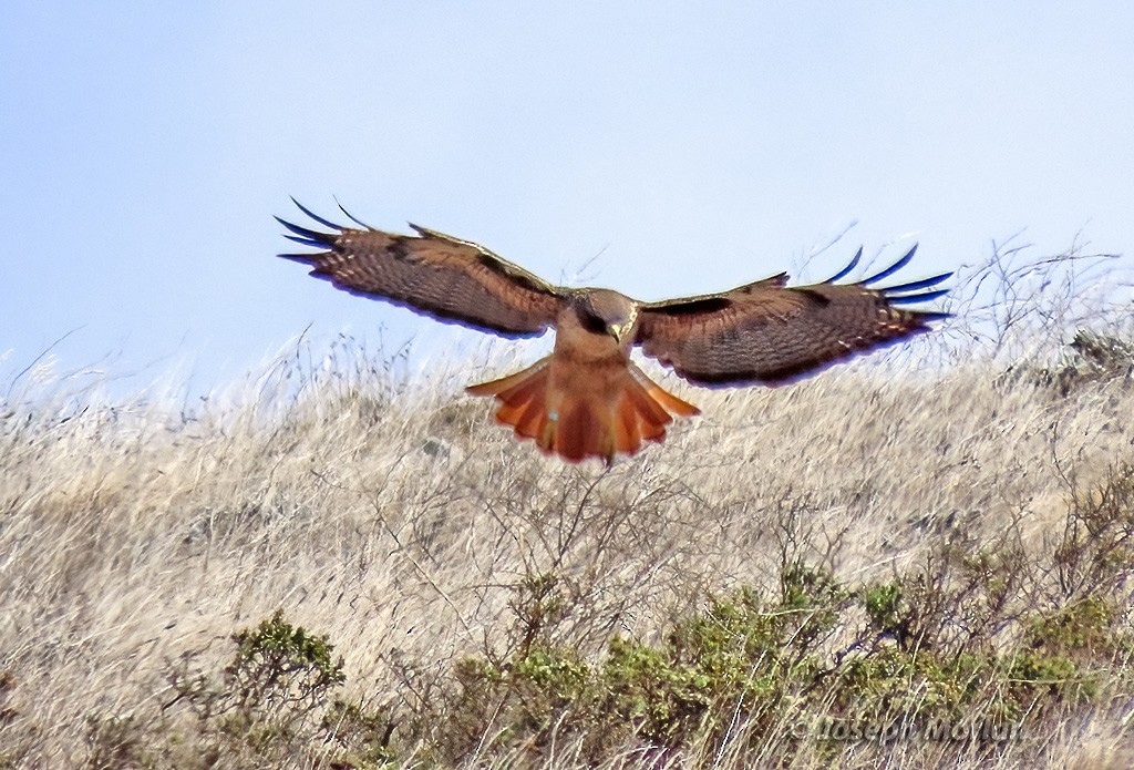 Red-tailed Hawk - ML625621169