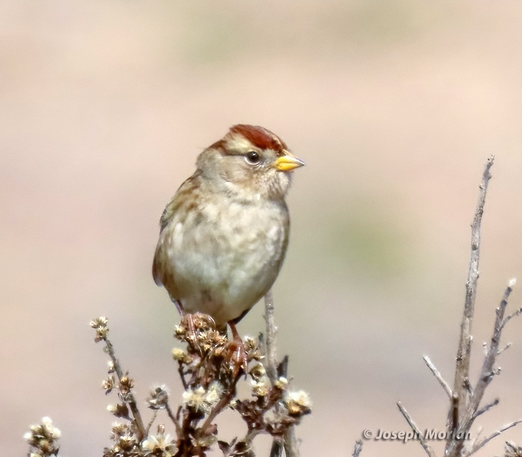 White-crowned Sparrow - ML625621181