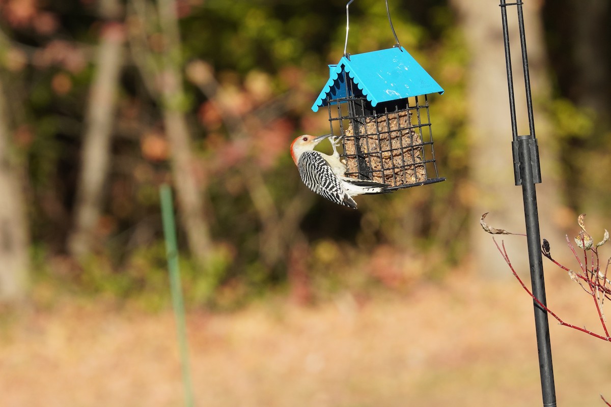 Red-bellied Woodpecker - Braydon Leary