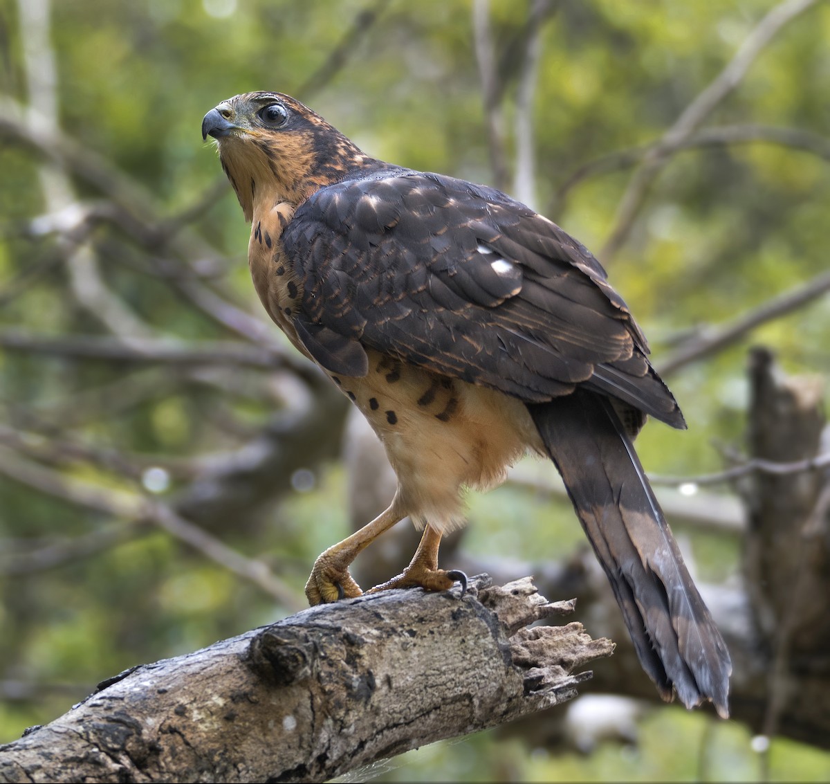 African Goshawk (Pemba) - ML625621271
