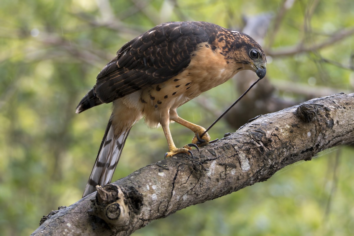 African Goshawk (Pemba) - ML625621272