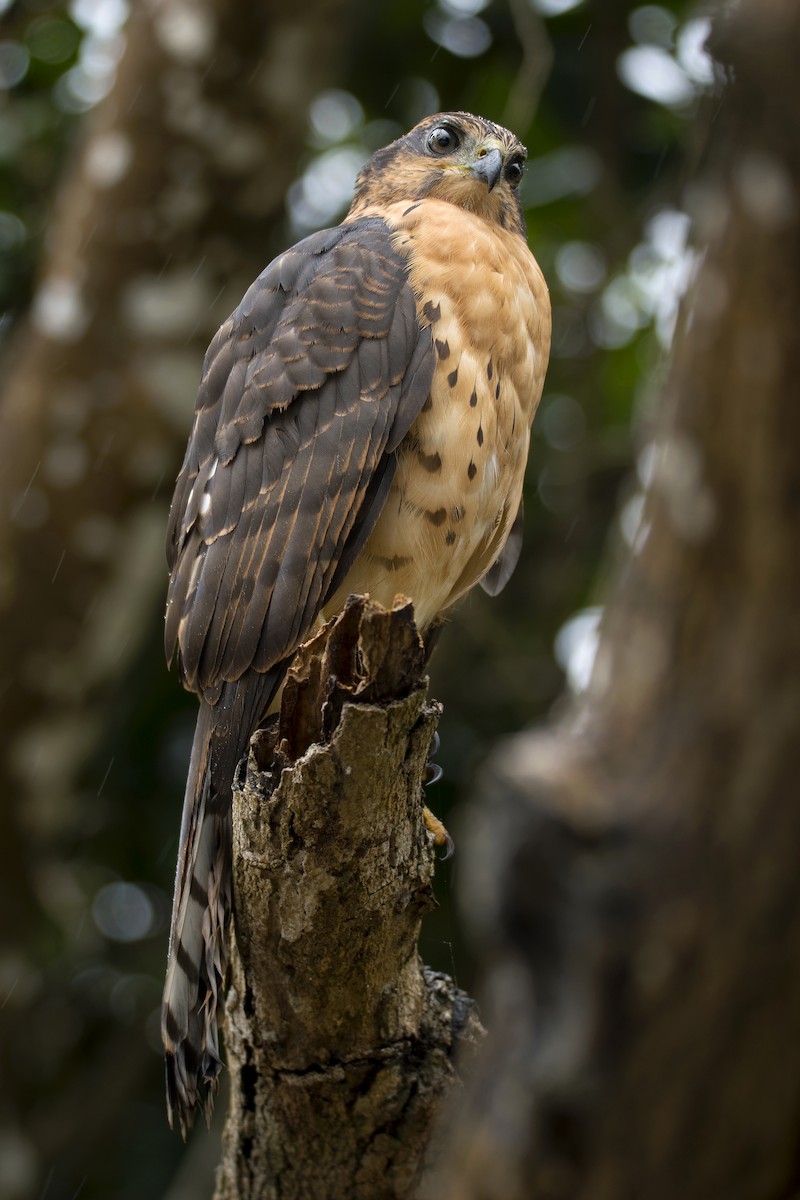 African Goshawk (Pemba) - ML625621273