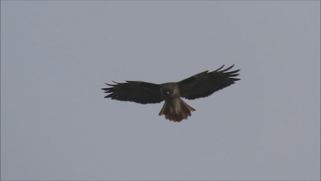 Red-tailed Hawk - ML625621389